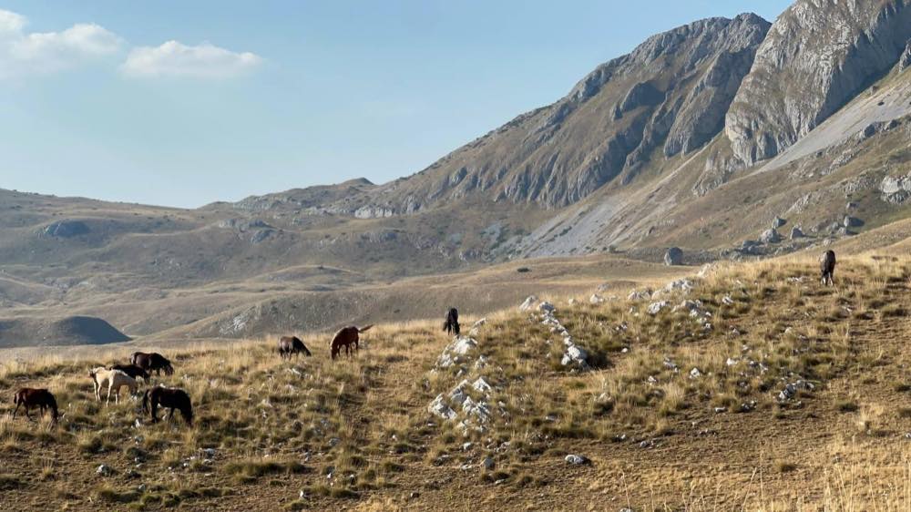 Wild horses on the high plateau beneath Durmitor slopes